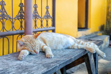 Sokak kedisi bankta huzur içinde uyuyor.
