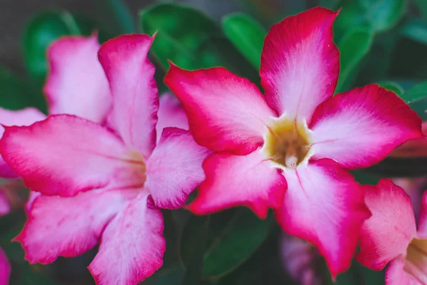 Természetes Virág Minta Rózsaszín Trópusi Virágok Háttérben Sötétzöld Levelek Szelektív — Stock Fotó