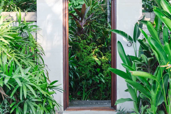 Vstupní Dveře Tropickými Rostlinami — Stock fotografie