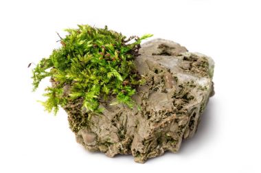 Yosun ve rock izole beyaz arka plan üzerinde