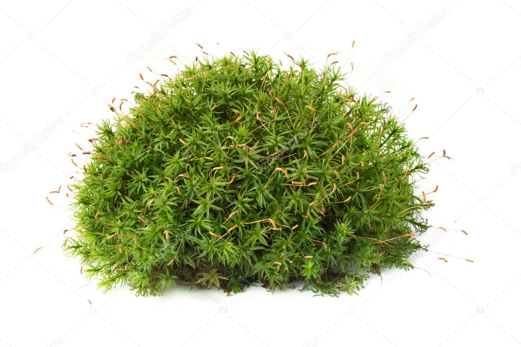 Macro shot of growing moss on white background isolated