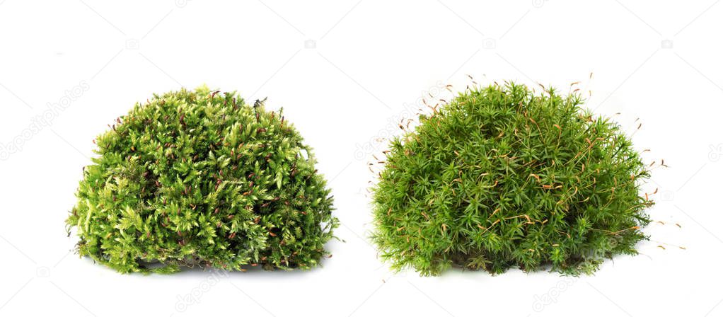 Macro shot of growing moss on white background isolated
