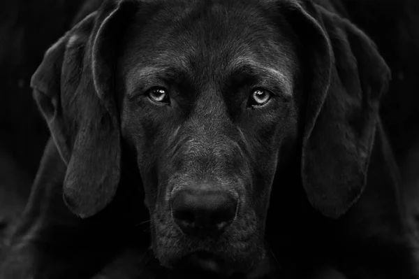 Pointer dog- Black and White — Stock Photo, Image