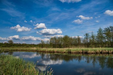 manzara nehir ve yeşil ağaçlar
