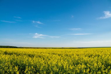 Sarı kolza tohumu alan mavi gökyüzü altında