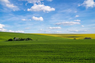 Sarı kolza tohumu alan mavi gökyüzü altında