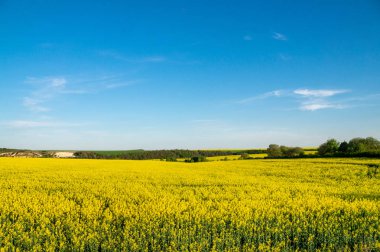 Sarı kolza tohumu alan mavi gökyüzü altında