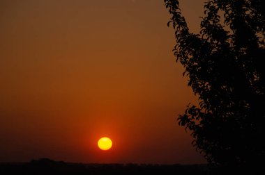 Gün batımına karşı yosunlu bitki