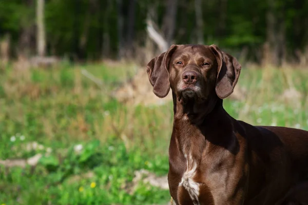 German shorthaired pointer hunter dog — Stock Photo, Image