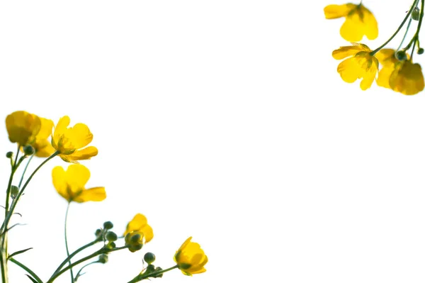 Žlutý květ pozadí, letní nebo Jarní motiv. Vodorovně, bo — Stock fotografie
