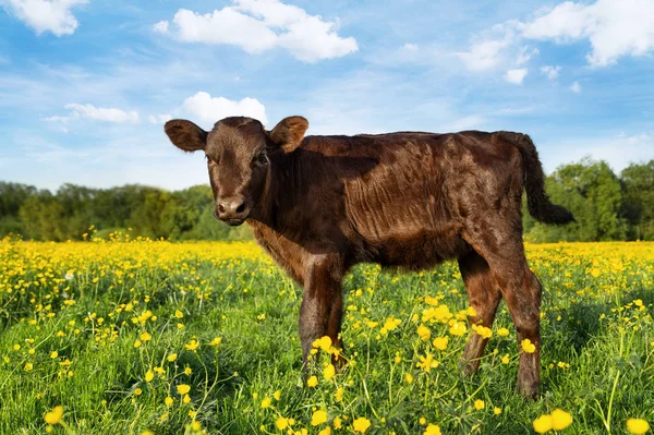 夏の畑の赤の子牛 — ストック写真