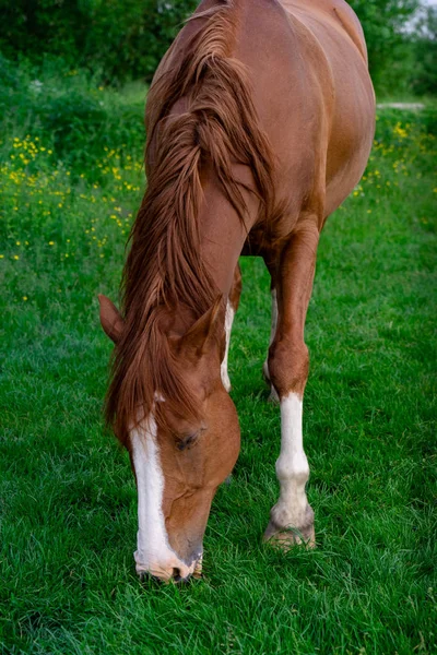 Venkovská scéna s koněm pasoucí se trávou na louce na jaře — Stock fotografie
