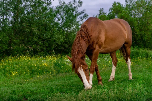 Rural Scene with A Horse Grazing Grass on A Meadow in Springtime