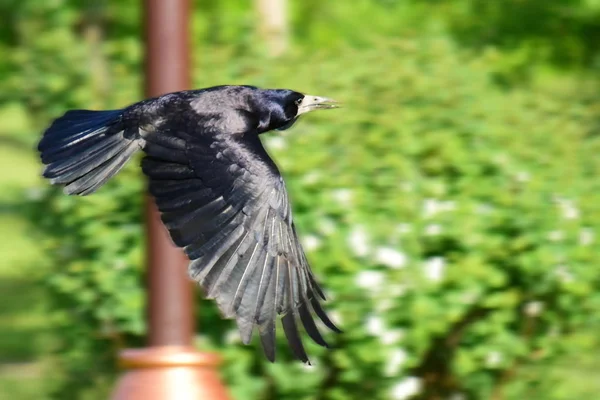 Schwarze Vogelkrähe fliegt im Sommerpark und grün verschwommener Hintergrund — Stockfoto