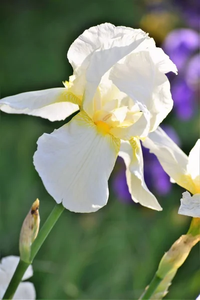 背景をぼかした写真アイリスの花のクローズ アップ — ストック写真