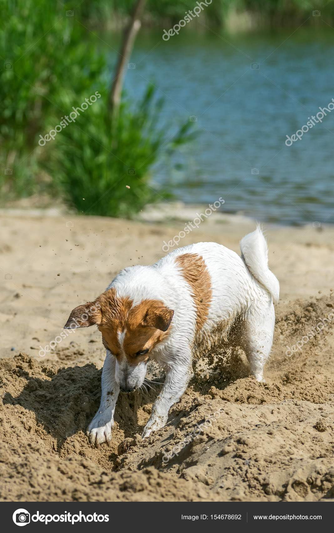 jack russell digging