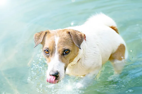 Um cão bonito Jack Russell nadando em água azul no rio e Lambendo o nariz com a língua — Fotografia de Stock