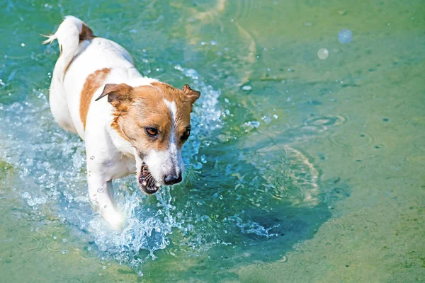Um cão bonito Jack Russell nadando em água azul no rio no verão ensolarado — Fotografia de Stock