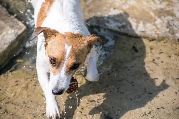 Dog Jack Russell Terrier saindo da água segurando um cone de pinho na boca — Fotografia de Stock
