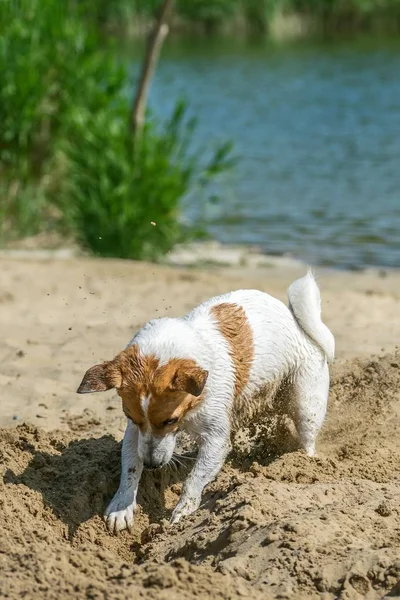 Um assustador Jack Russell terrier Jogando perto do rio e cavando areia — Fotografia de Stock