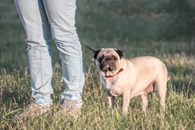 Onun sahibi ile yeşil çimenlerin üzerinde kalan dişi Pug köpek