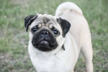 Pug köpek yeşil çim arıyorsunuz