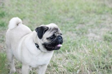 Yeşil çim diliyle yalamaya kalmak şirin Pug köpek