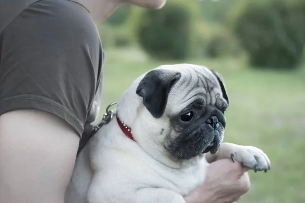 Cute Pug dog sitting on the hands of the owner — Stock Photo, Image