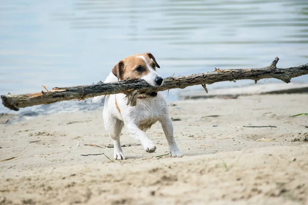 Dog Jack Russell brinca com pau grande na praia de areia contra a água do rio azul . — Fotografia de Stock