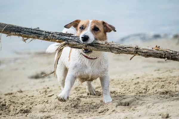 Köpek Jack Russell mavi nehir suyu karşı kumlu plaj üzerinde büyük sopa ile çalış.