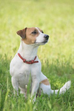 Jack Russell Terrier köpek yeşil çim