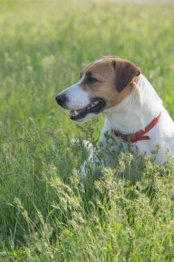 Jack Russell Terrier köpek yeşil çim