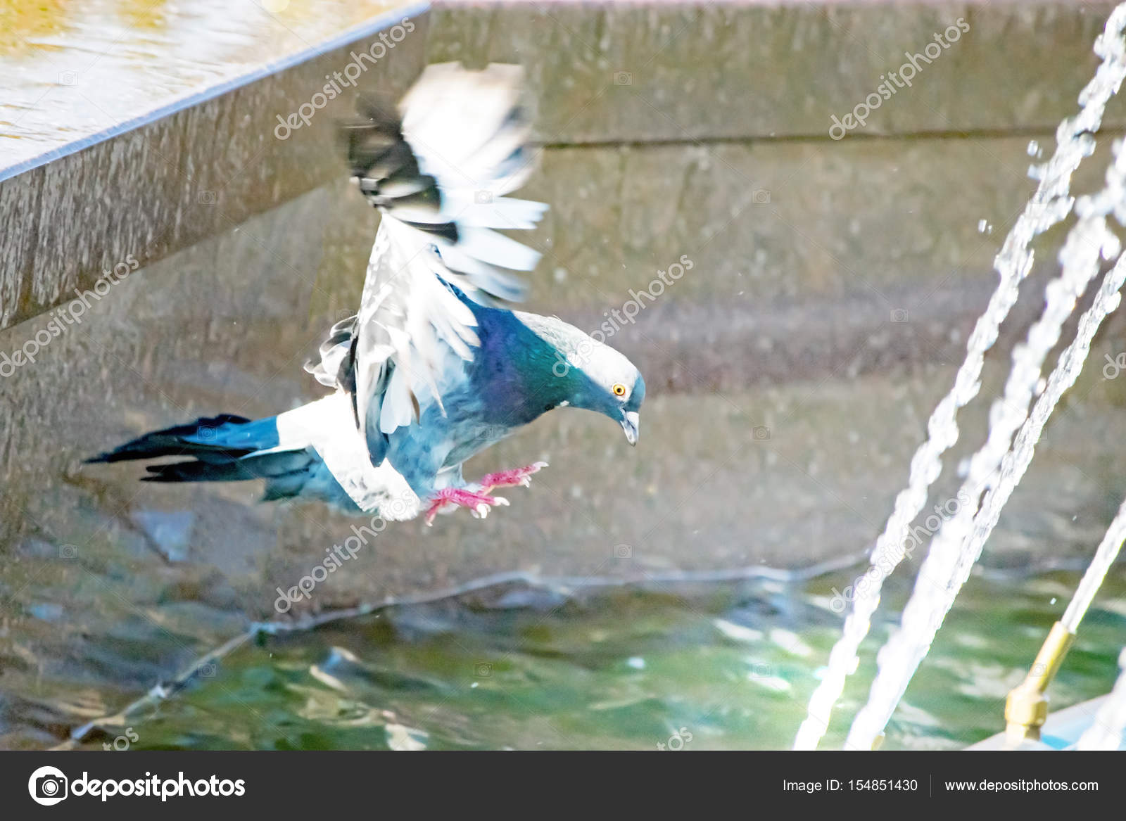 Beau Que Pigeon Oiseaux Atterrissage Sur La Fontaine De La