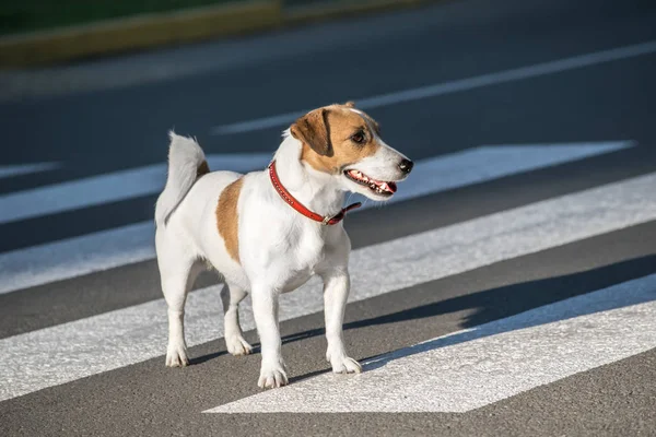 Jack Russell Terrier köpek geçerken yaya geçidi yolda