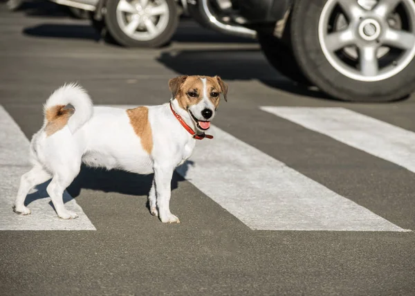 Jack Russell Terrier köpek geçerken yaya geçidi yolda