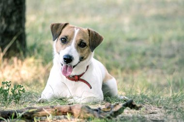Jack Russell Terrier köpek bir yaz parkta çim üzerinde tahta bir sopa ile yalan. Kameraya bakarak bir köpek