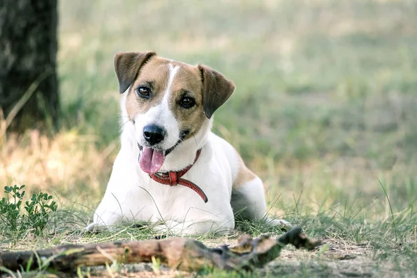 Jack Russell Terrier perro acostado con un palo de madera en el césped en un parque de verano. Un perro mirando a la cámara — Foto de Stock
