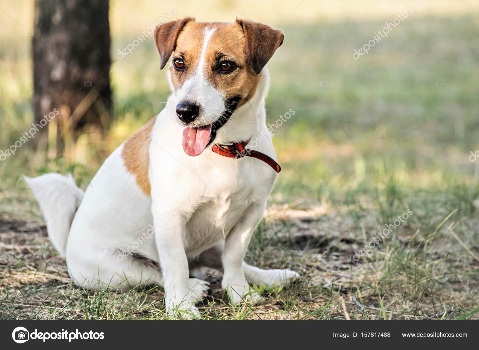 How Do You Train A Jack Russell To Sit