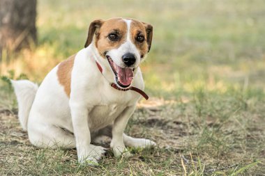 Jack Russell Terrier köpek çim üzerinde yaz günü dinlenme