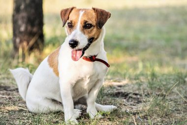 Jack Russell Terrier köpek çim üzerinde yaz günü içinde oturan