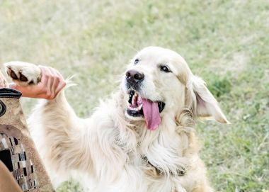 Kocaman bir gülümseme ve bir pençe onun sahibi outdooor sunner gününde giving dışarı asılı bir dil ile mutlu büyük köpek Golden retriever