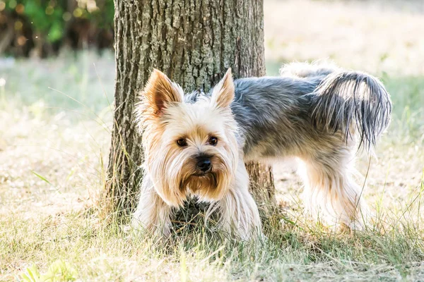 Yaz gününde ağaç köpek Yorkshire terrier parkta pissing