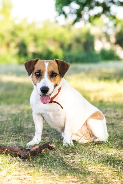 Jack Russell Terrier köpek çimlerin üzerine tahta bir sopa ile yaz günü içinde oturan