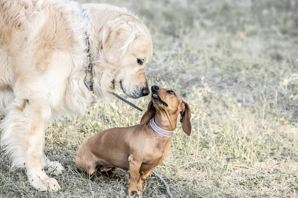Bir küçük köpek dachshund outdooor sunner gününde koklama büyük bir köpek Golden retriever. Aile köpekler.