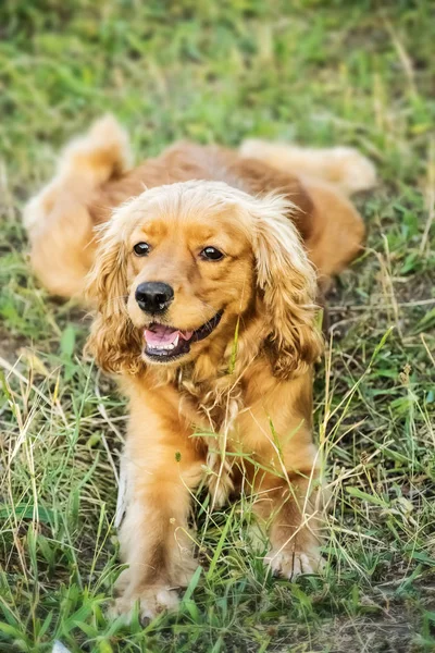 Portrait of a beautiful red dog purebred english cocker spaniel lying on grass at sunner day — Stock Photo, Image