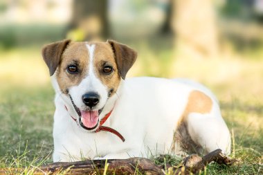 Jack Russell Terrier köpek bir yaz parkta çim üzerinde yalan. Kameraya bakarak bir köpek