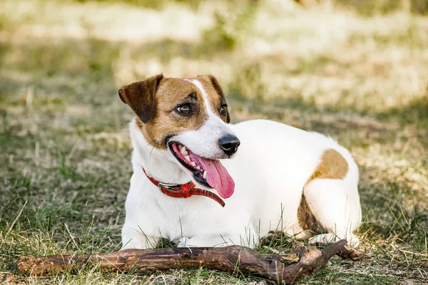 Jack Russell Terrier perro acostado con un palo de madera en la hierba en un parque de verano — Foto de Stock