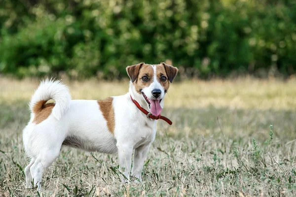 Jack Russell Terrier köpek bir yaz parkta çim üzerinde kalıyor. Kameraya bakarak bir köpek