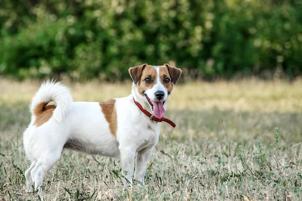 Jack Russell Terrier perro que se queda en el césped en un parque de verano. Un perro mirando a la cámara — Foto de Stock