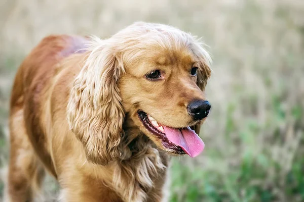 Portrait of a beautiful red dog purebred english cocker spaniel staying on grass at sunner day — Stock Photo, Image